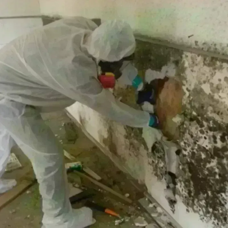 Mold Remediation and Removal in Brent, FL